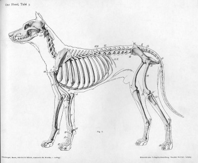 Dog's Skeleton | Dogs Don't Look Both Ways